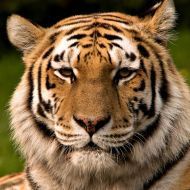 tiger69