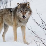 NakedWolf30