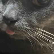 SPugzz