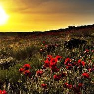 amir_khodabakhsh1
