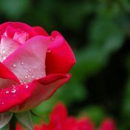 Sam_mathew