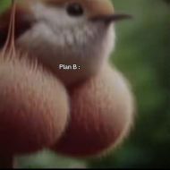duio